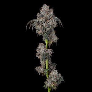 Blueberry Cherries by Cookies Seed Bank – 12/12 Photoperiod – Feminized – Outdoor cultivation – image 1 – Seed City