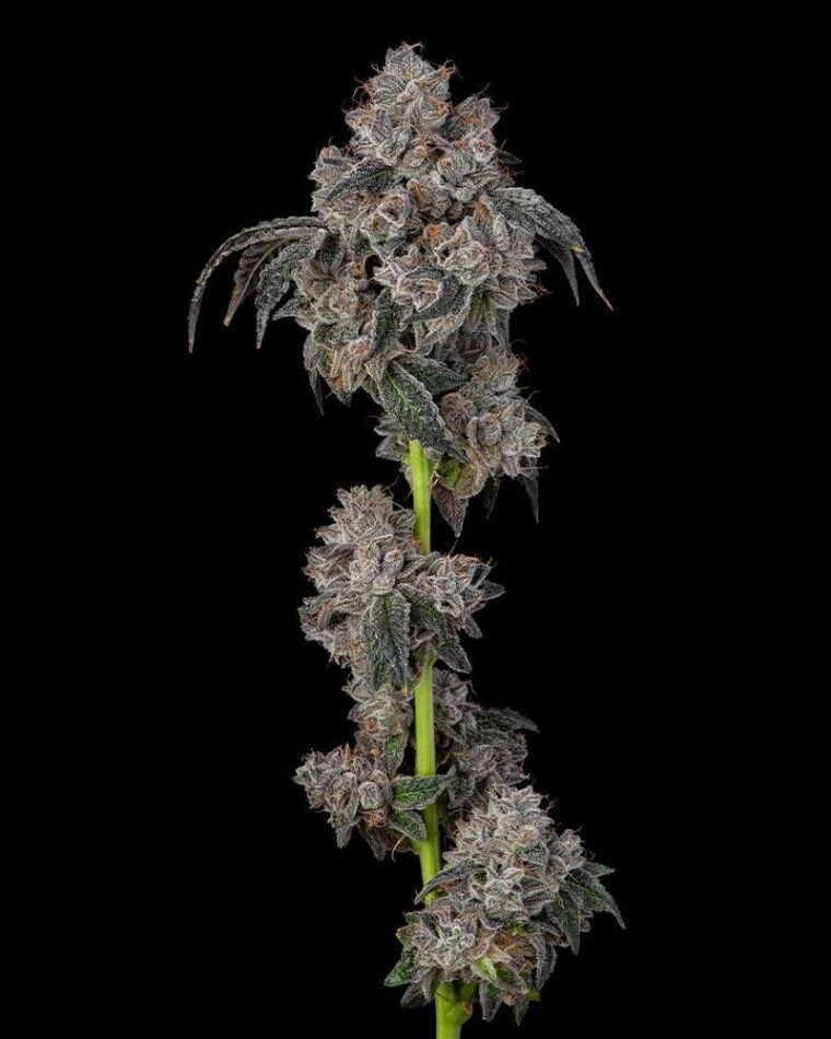Blueberry Cherries by Cookies Seed Bank – 12/12 Photoperiod – Feminized – Outdoor cultivation – image 1 – Seed City