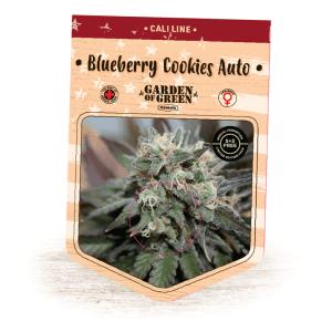 Fruity – Auto-Flowering – Greenhouse – Blueberry Cookies Auto strain – image 1 – from Garden of Green via Seed City