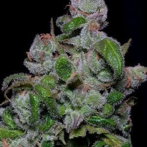 Blueberry Crystal Gelato by Big Head Seeds – Outdoor cultivation – Indica-heavy – Female seeds – image 1 – Seed City
