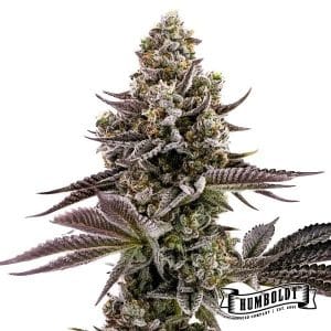Blueberry Cupcake cannabis seeds – 12/12 Photoperiod – Cake – 50% Indica/50% Sativa – image 1 from Seed City