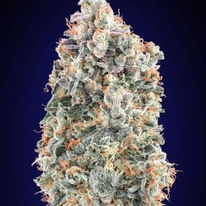 Short (up to 80cm) – Female seeds – Indica Dominant – Blueberry Fast strain – image 1 – from OO Seeds via Seed City