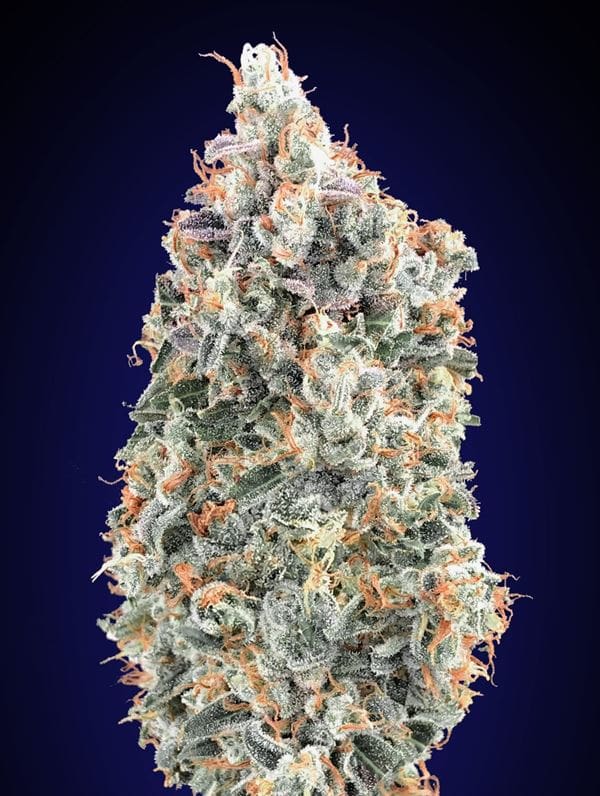 Short (up to 80cm) – Female seeds – Indica Dominant – Blueberry Fast strain – image 1 – from OO Seeds via Seed City
