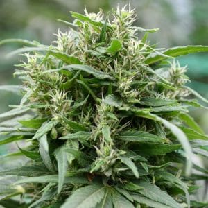 Blueberry Gelato from Emerald Triangle Seeds