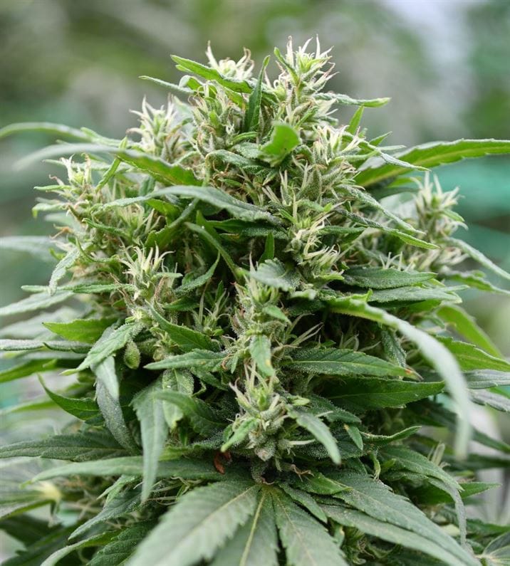 Blueberry Gelato from Emerald Triangle Seeds