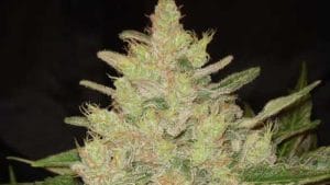 Blueberry Ghost OG