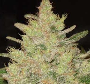 Blueberry Ghost OG cannabis seeds – Lemon – Super Strength – Female seeds – image 1 from Seed City