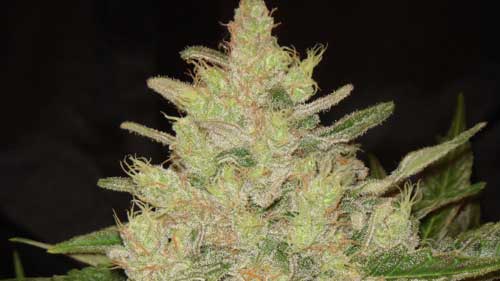 Blueberry Ghost OG cannabis seeds – Lemon – Super Strength – Female seeds – image 1 from Seed City