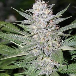 Relaxing – Regular – Fruity – Blueberry Hashplant strain – image 1 – from Bodhi Seeds via Seed City