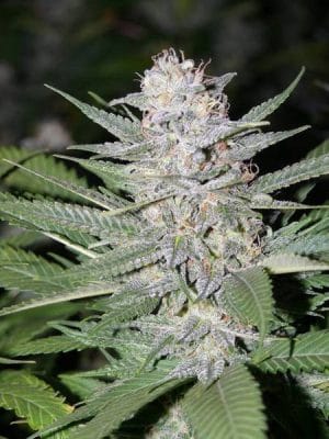 Blueberry Hashplant