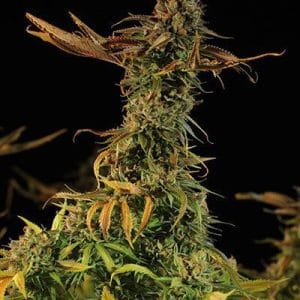Blueberry Headband cannabis seeds – Spicy – 12/12 Photoperiod – Good for outdoor grow – image 1 from Seed City