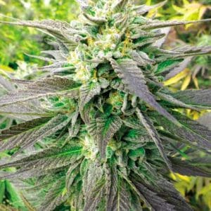 Blueberry Headband CBD by Emerald Triangle Seeds – High Yielding – Indoor-friendly – Mostly Sativa – image 1 – Seed City
