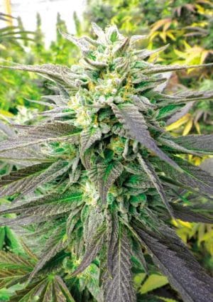Blueberry Headband CBD