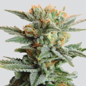 Blueberry Kush Auto