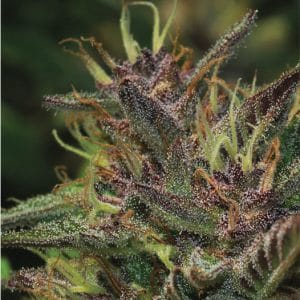 Blueberry Muffin by Humboldt Seed Company – Mostly Indica – Guaranteed female plants – Cake – image 1 – Seed City