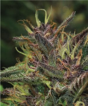Blueberry Muffin