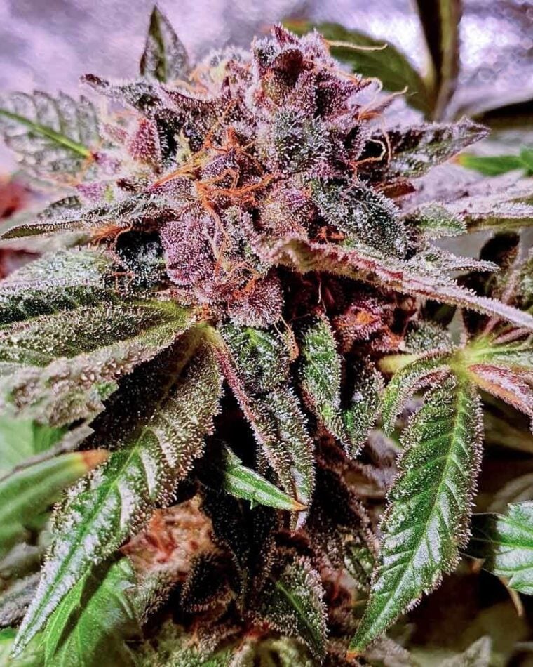 Blueberry Pancakes from Holy Smoke Seeds