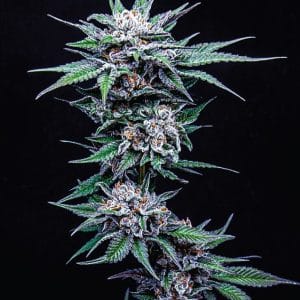 Blueberry Pancakes cannabis seeds – Middle of October – Sweet – Guaranteed female plants – image 1 from Seed City