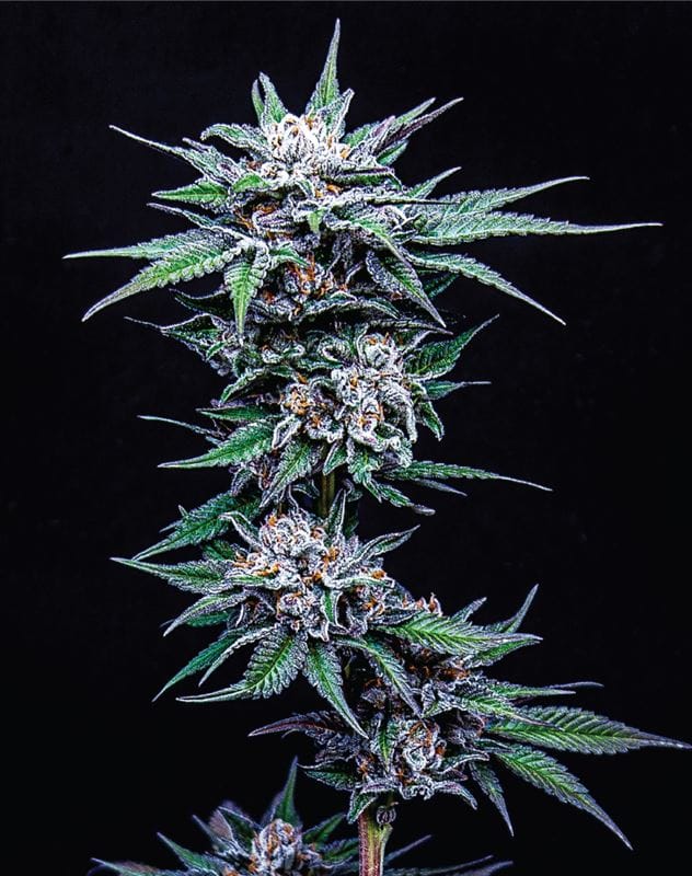 Blueberry Pancakes cannabis seeds – Middle of October – Sweet – Guaranteed female plants – image 1 from Seed City