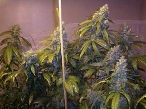 Blueberry Punch
