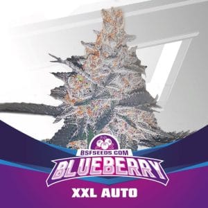 Blueberry XXL Auto cannabis seeds – Fruity – Resistant to Low Temperature – Relaxing – image 1 from Seed City