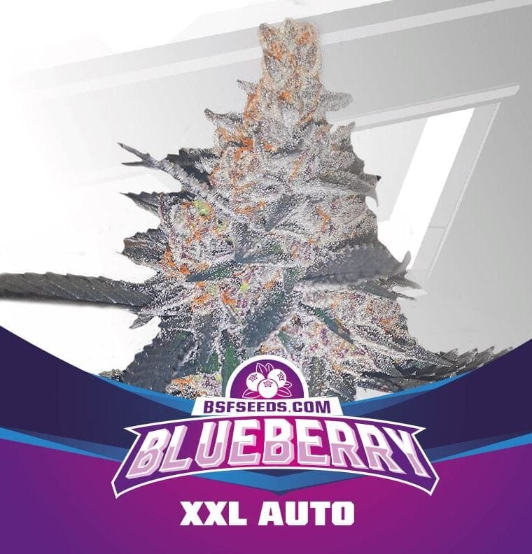 Blueberry XXL Auto cannabis seeds – Fruity – Resistant to Low Temperature – Relaxing – image 1 from Seed City