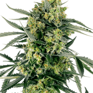Blueberry Zkittlez Automatic by Sensi Research Seeds – Euphoric – Auto-Flowering – Berry – image 1 – Seed City