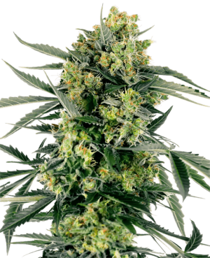 Blueberry Zkittlez Automatic