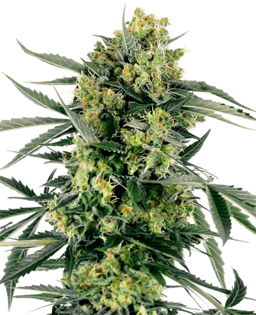 Blueberry Zkittlez Automatic by Sensi Research Seeds – Euphoric – Auto-Flowering – Berry – image 1 – Seed City