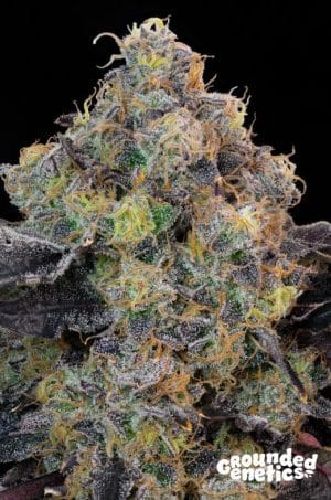Blueberry Zkunk