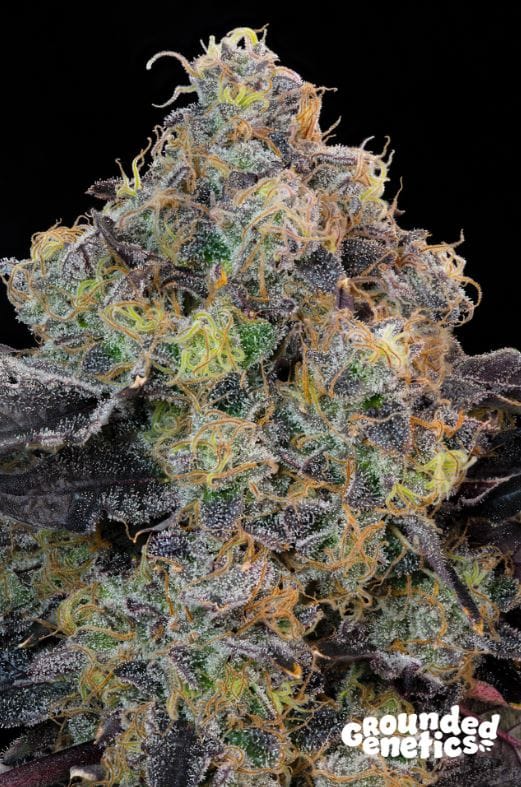 Blueberry Zkunk by Grounded Genetics – 12/12 Photoperiod – Good for outdoor grow – Feminized – image 1 – Seed City