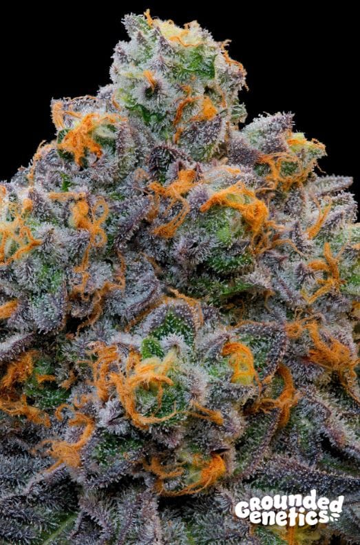 Bluzcotti cannabis seeds – Excellent harvest potential – 12/12 Photoperiod – Indoor-friendly – image 1 from Seed City