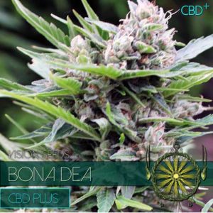 Bona Dea CBD+ from Vision Seeds