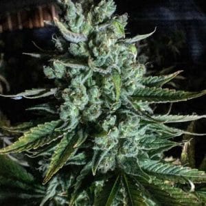 Image 1 of Boom Boom cannabis by Mosca Seeds – Super Strength – 12/12 Photoperiod – Motivational – Seed City