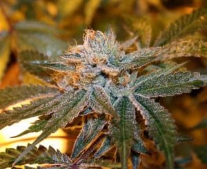 Boulder Bubblegum