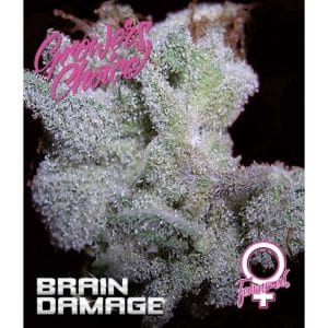 Brain Damage Auto