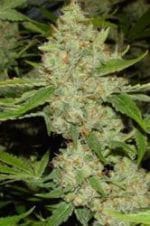 Brains Choice cannabis seeds – Mostly Indica – Floral – The End of September – image 1 from Seed City