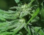 Brains Damage by KC Brains – 12/12 Photoperiod – Hashy – The End of September – image 1 – Seed City