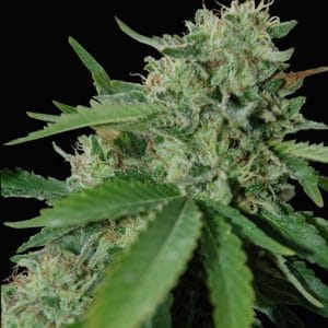 Greenhouse – Indica Dominant – Regular – Brazil Amazonia strain – image 1 – from World of Seeds via Seed City