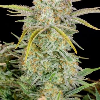 showing Auto-Flowering – Indoor – Mostly Sativa – image 4 – Seed City