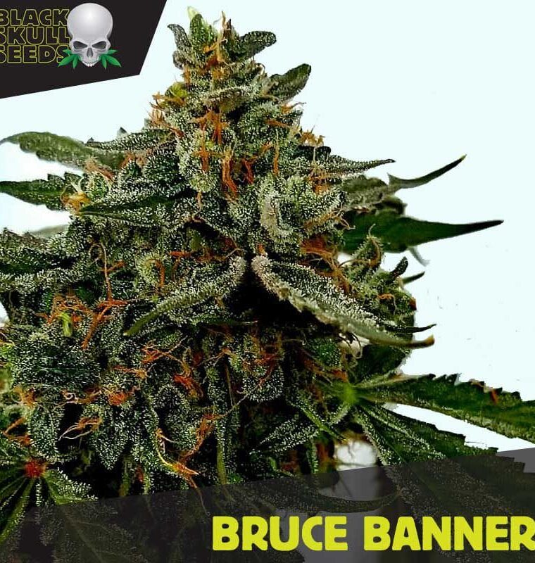 Bruce Banner cannabis seeds – Citrus – Beginning of October – Female seeds – image 1 from Seed City