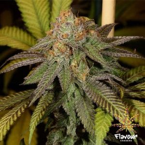 12/12 Photoperiod – Super Strength – Sweet – Bruce Banner strain – image 1 – from Flavour Chasers via Seed City