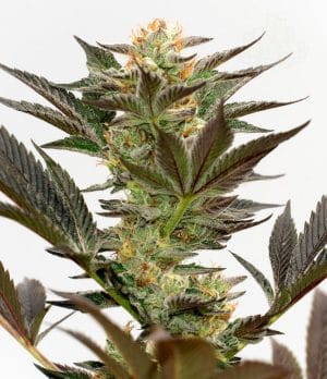 Bruce Banner