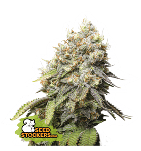 Bruce Banner from Seed Stockers