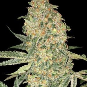 Bruce Banner from Advanced Seeds