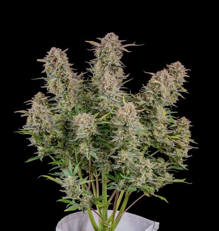 Bruce Banner Auto by FastBuds – Super Strength – Mostly Sativa – Auto-Flowering – image 1 – Seed City