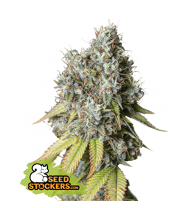 Bruce Banner Auto by Seed Stockers – Motivational – Sativa Dominant – Guaranteed female plants – image 1 – Seed City