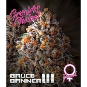 Bruce Banner III