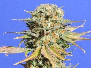 Bruce Banner #3