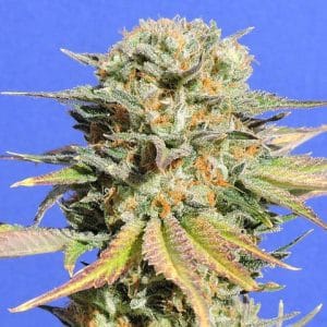 Bruce Banner #3 cannabis seeds – Middle of October – Sativa-leaning – General Pain – image 1 from Seed City